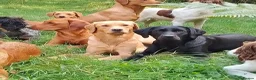 Springador dogs for sale: F1 springadors .  in Thirsk - Advert 13