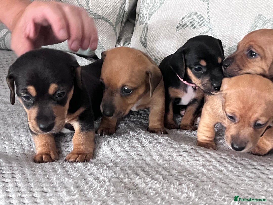 Mixed Breed dogs for sale: 5 Jack Russell x miniature dashound puppies £800 - Image 16