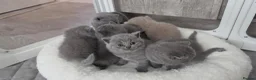 British Shorthair cats for sale: Beautiful blue/ lilac British shorthair kittens  in Peterborough - Advert 5