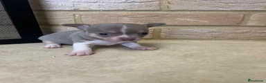 Chihuahua 1