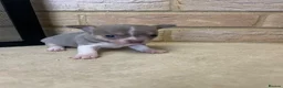 Chihuahua dogs for sale: 🐾GORGEOUS CHIHUAHUA PUPPIES READY TO RESERVE NOW - Advert 4