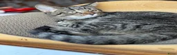 Mixed Breed cats for sale: Male cat - Advert 1