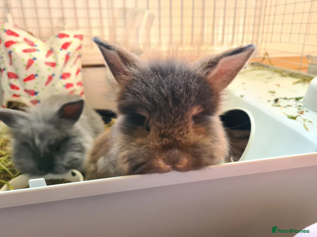 Mixed Breed rabbits for sale: Free to loving home in Driffield - Advert 2