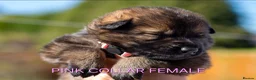 German Shepherd dogs for sale: ** Elite Working GSDs – KC Reg, Health Tested ** - Advert 4