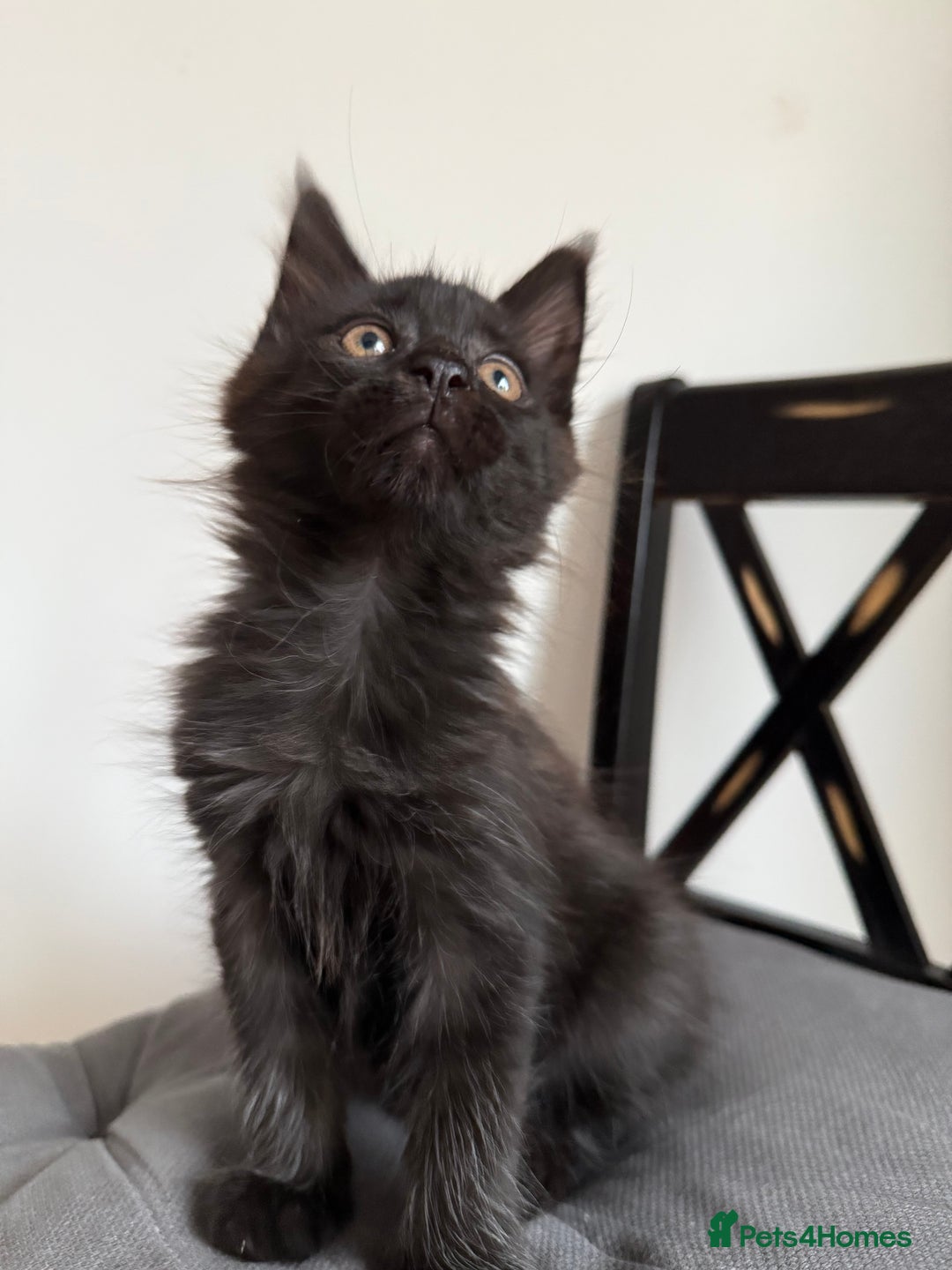 Maine Coon cats for sale: XXL CHAMPION RUSSIAN LINE.MAINE COON KITTENS - Advert 22