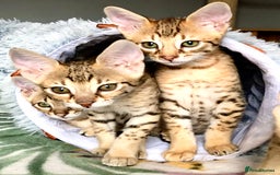 Savannah cats for sale: Beautiful full pedigree savannah kittens  - Image 7