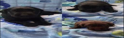 Labrador Retriever dogs for sale: Stunning KC Registered Labrador Puppies  - Advert 4