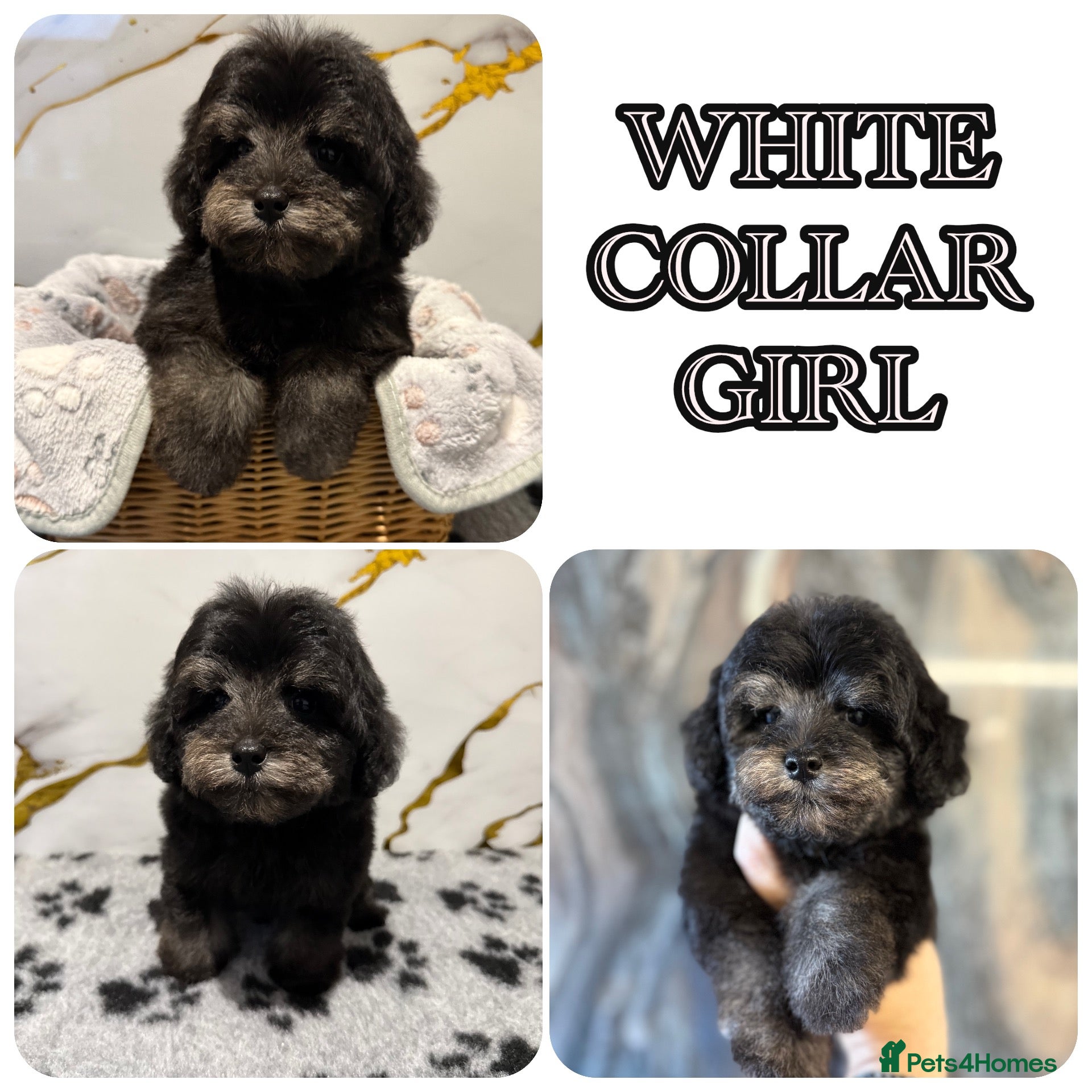 Schnoodle dogs 💫 LAST TWO GIRL DNA CLEAR FLUFFY SCHNOODLES 💫 - Advert 2