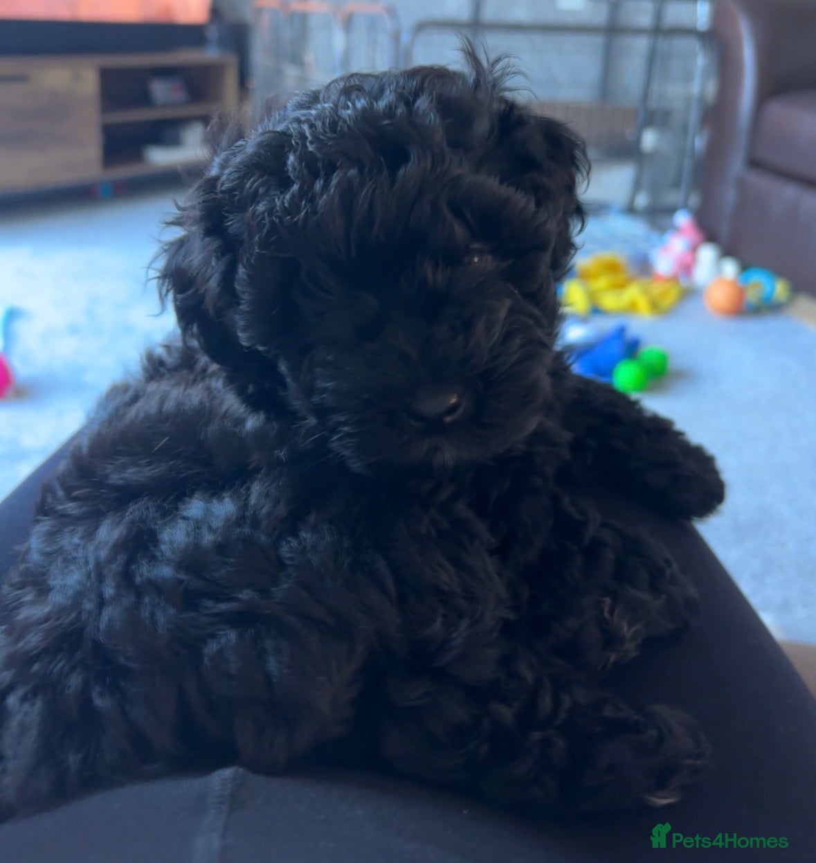 Pomapoo dogs Pomerpoo puppies - Advert 1