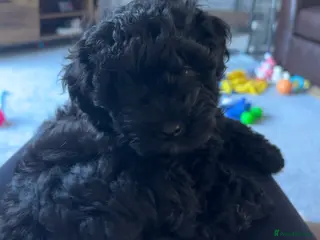 Pomapoo dogs Pomerpoo puppies - Advert 1