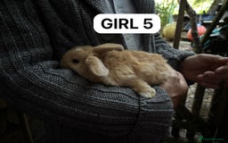 Mini Lop rabbits for sale: Friendly, Handled, Beautiful Baby Bunnies for Sale - Image 19