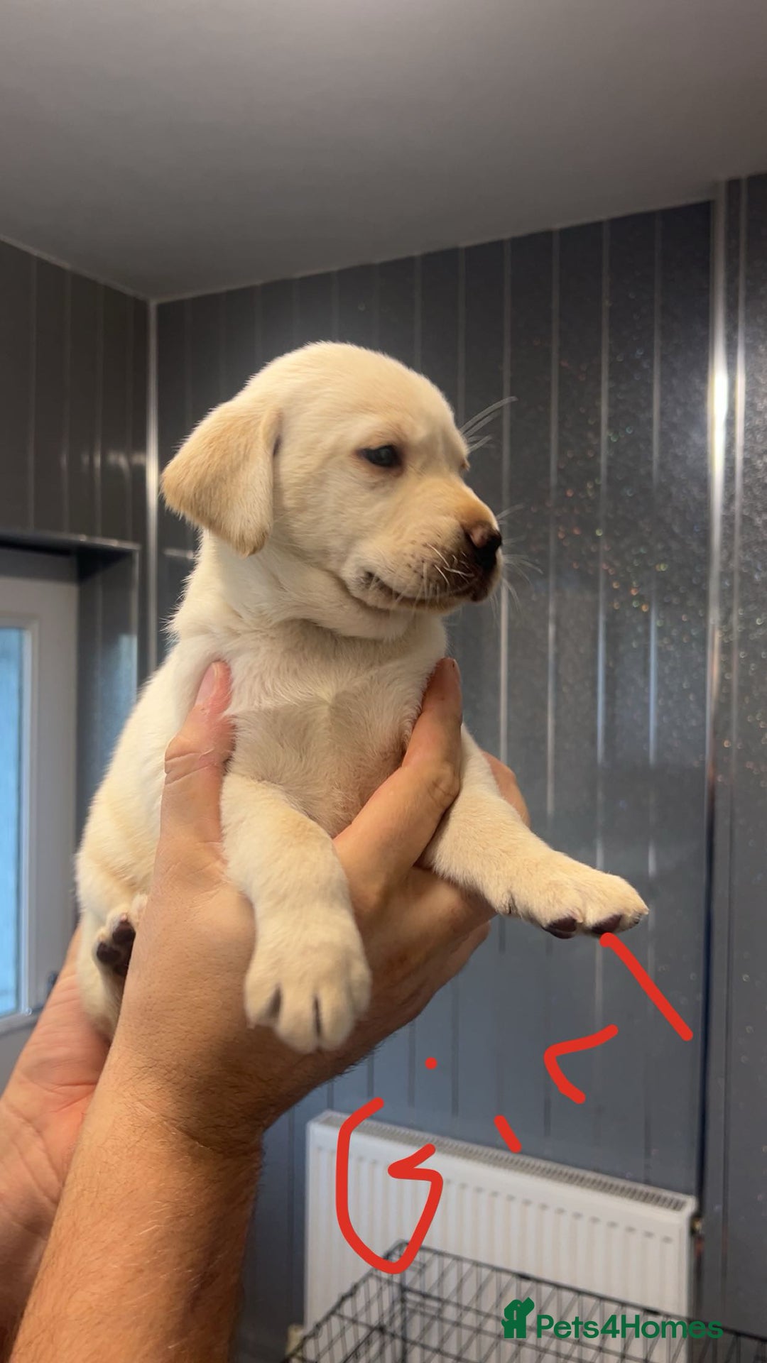 Labrador Retriever dogs for sale: Stunning Labrador puppys - Advert 15