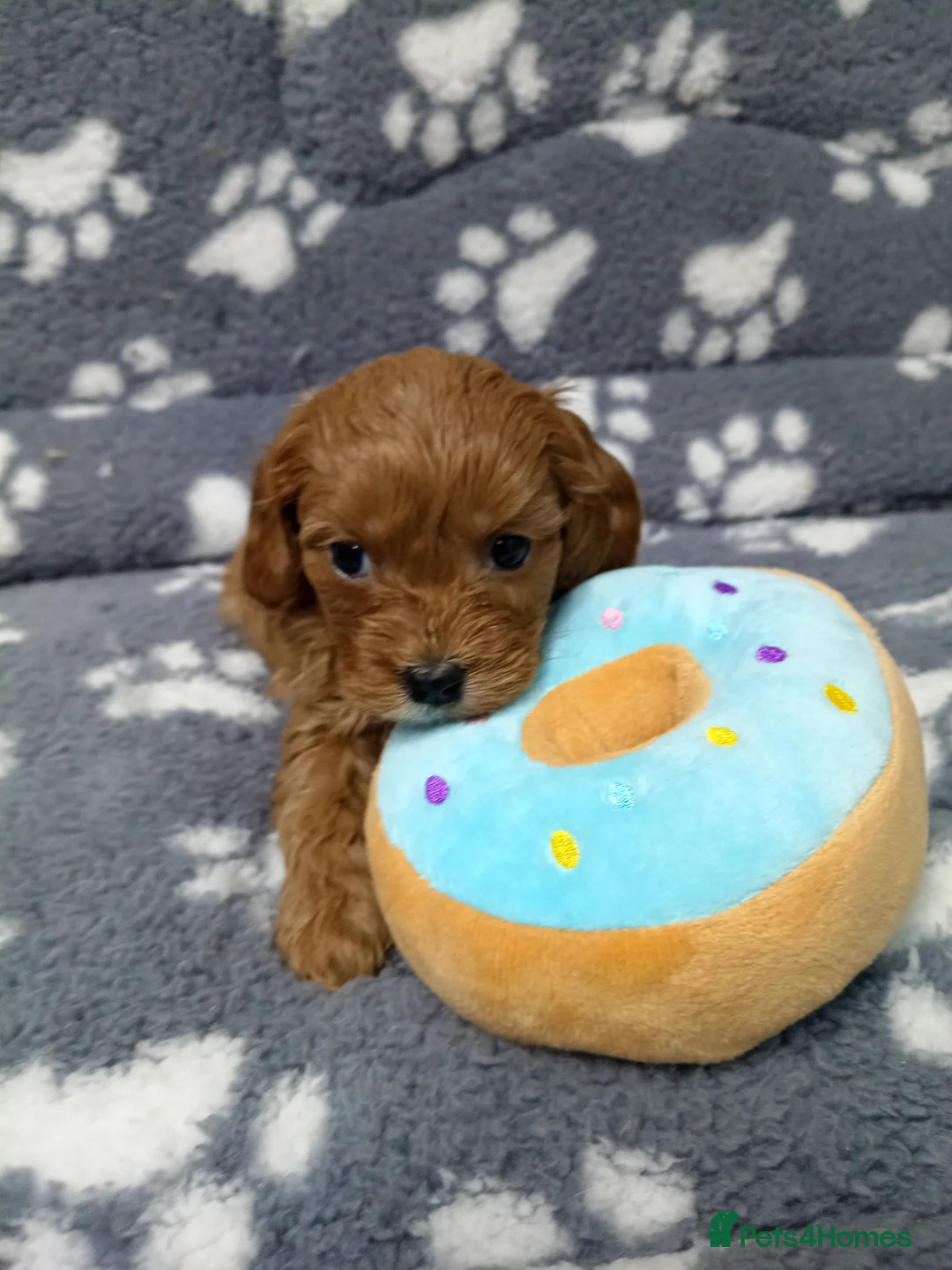 Cavapoo dogs for sale: Cavapoo puppies  in Doncaster - Advert 21