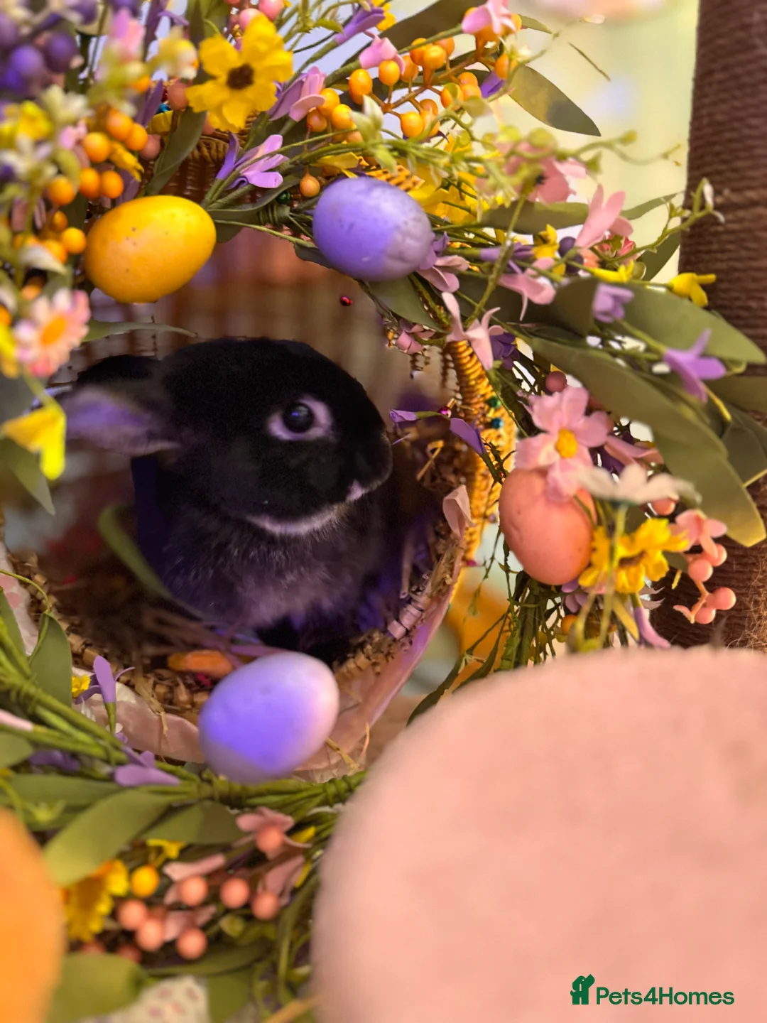 Netherland Dwarf rabbits for sale: Young Netherland dwarf Urgent need of rehoming  - Advert 10