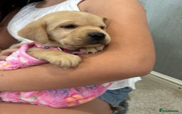 Labrador Retriever dogs for sale: 5 kc Labrador pups  - Image 7