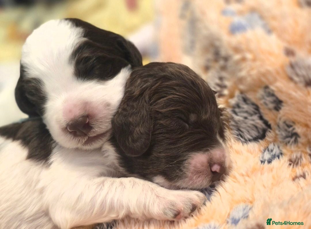Sproodle dogs Springer Spaniel Miniature Poodle Sproodle Puppies - Advert 5