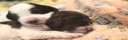Sproodle dogs for sale: 💫💗Last Gorgeous Sproodle Girl🐾 Available🐶🩷🐾 - Advert 7