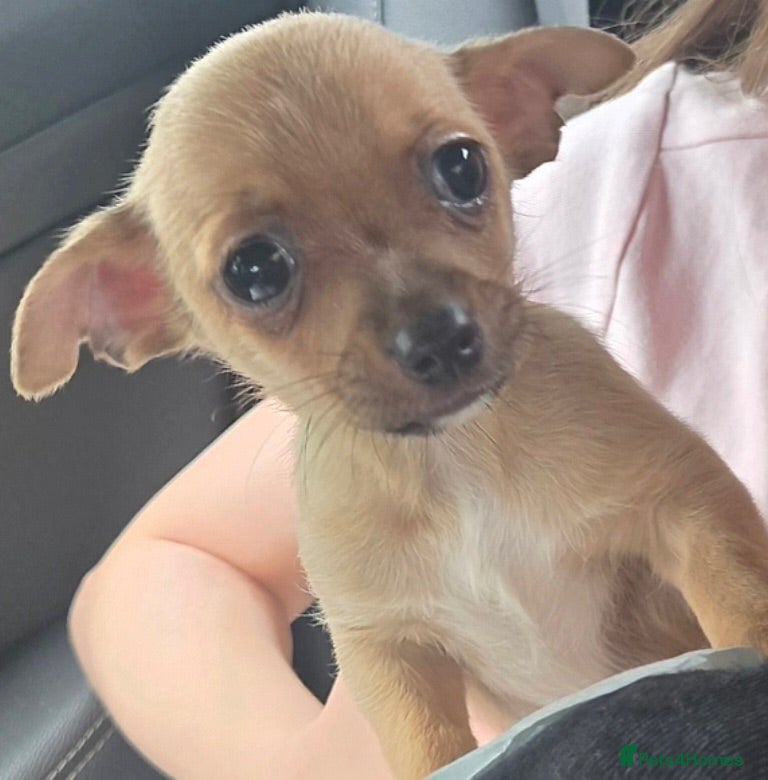 Chihuahua dogs Chihuahua pup for sale - Advert 6