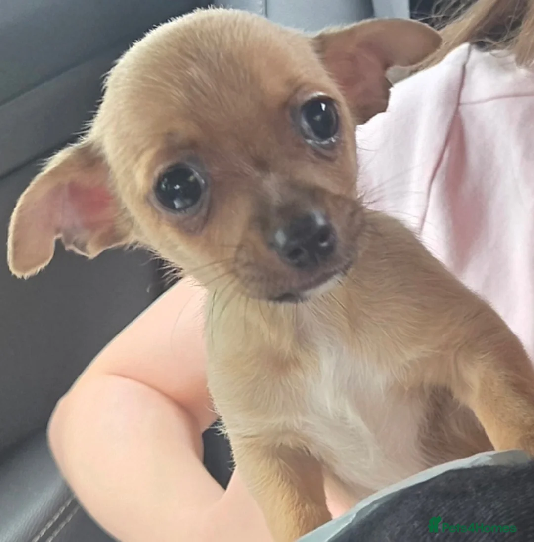 Chihuahua dogs for sale: Chihuahua pup for sale in Irvine - Advert 1