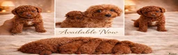 Cavapoo dogs for sale: 4x Asian Toy Poodle X Cavapoo Puppies  - Advert 1