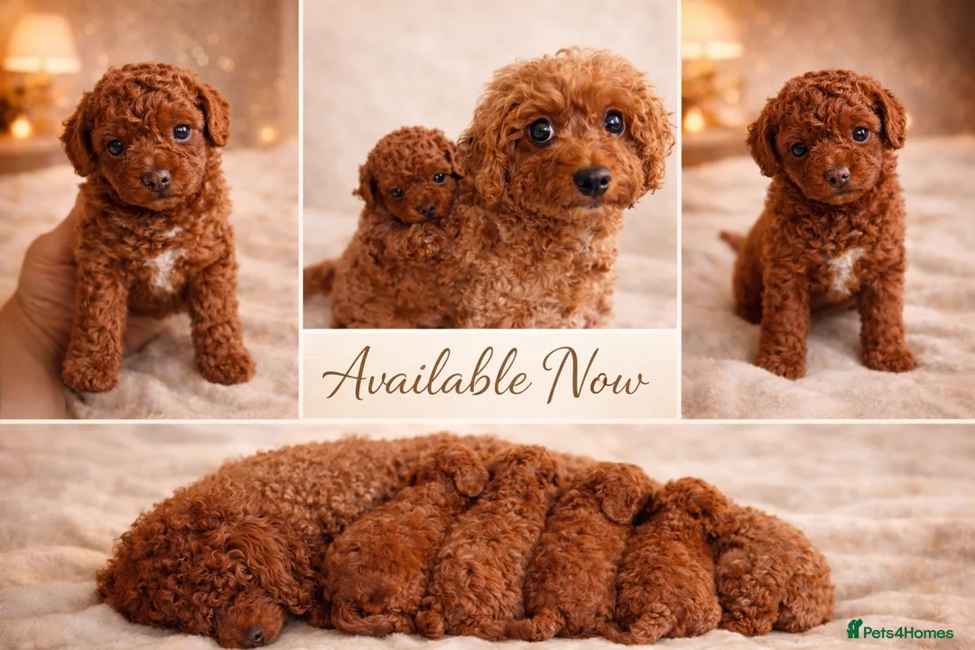 Cavapoo dogs for sale: 4x Asian Toy Poodle X Cavapoo Puppies  - Advert 1
