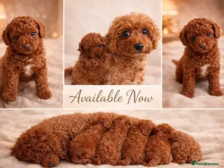 Cavapoo dogs 5x Asian Toy Poodle X Cavapoo Puppies - Advert 15
