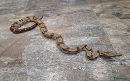 Boa Snake reptiles for sale: Female cb23 small boa poss central american/dwarf  - Image 2
