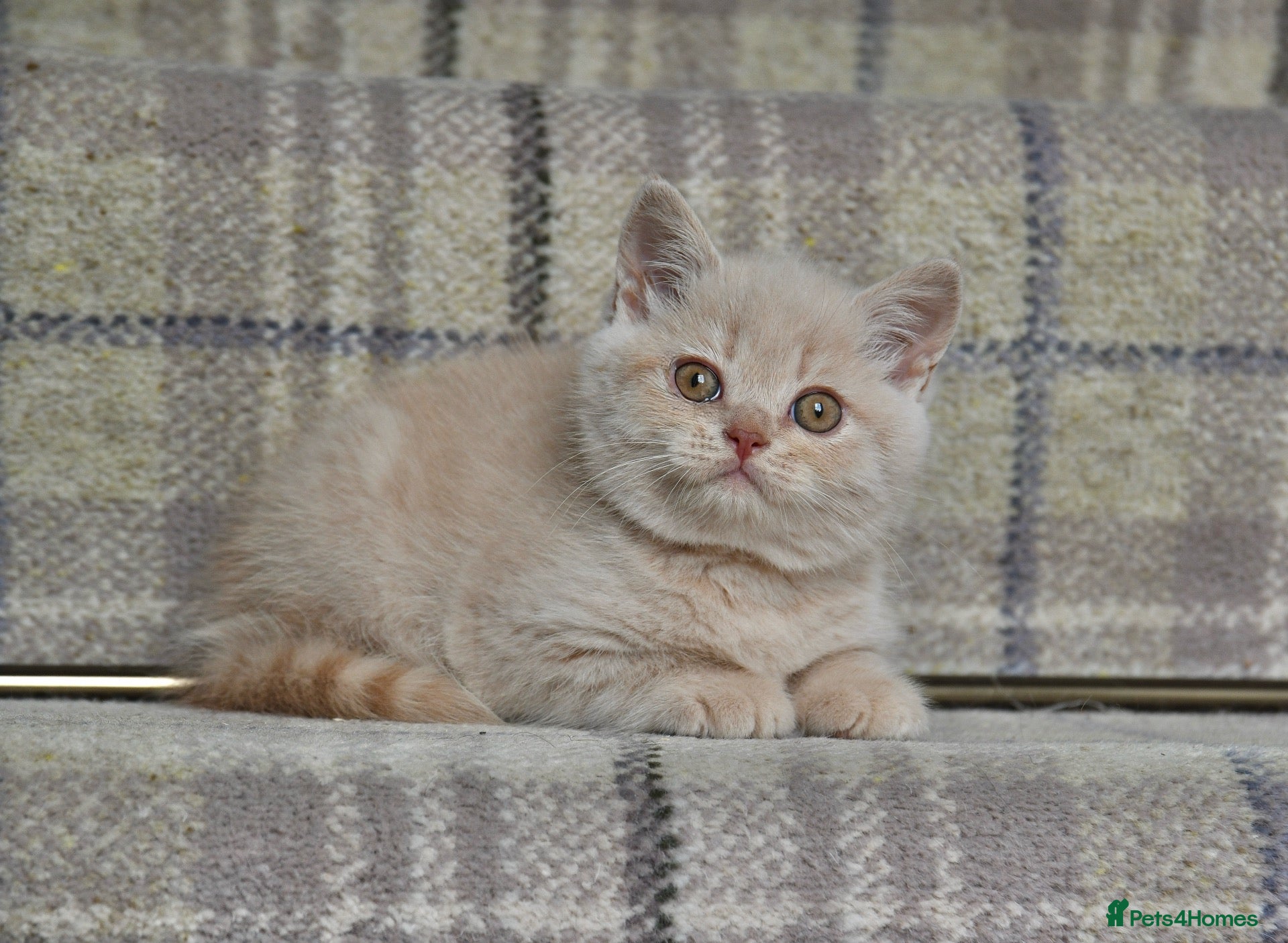 British Shorthair cats Stunning Cream British Shorthair girl - Advert 1