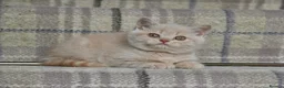 British Shorthair cats for sale: Stunning Cream British Shorthair girl - Advert 1