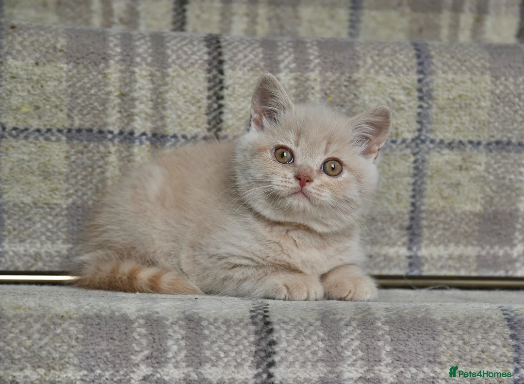 British Shorthair cats for sale: Stunning Cream British Shorthair girl - Advert 1