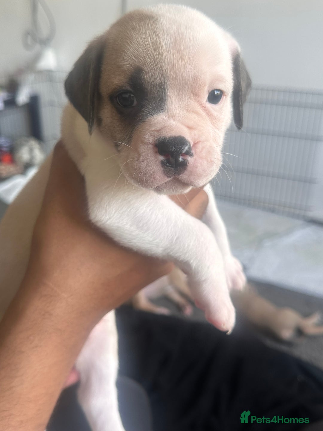 Mixed Breed dogs for sale: Pups for sale - Image 18