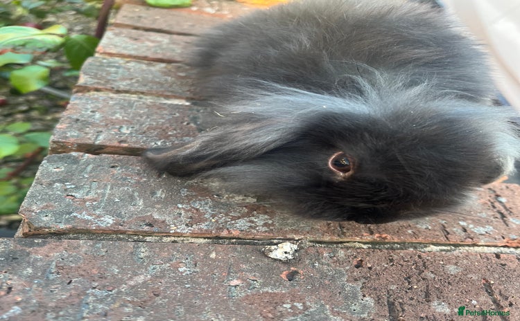Mini Lion Lop rabbits - Advert 4