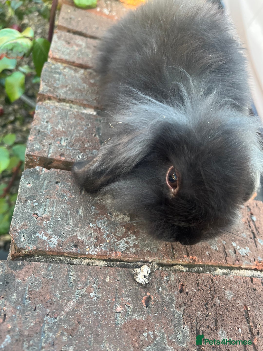 Mini Lion Lop rabbits for sale: 8 week black mini lion lop buck  - Image 1