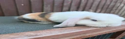 Mini Lop rabbits for sale: Purebred minilop bucks AVAILABLE NOW - Advert 5