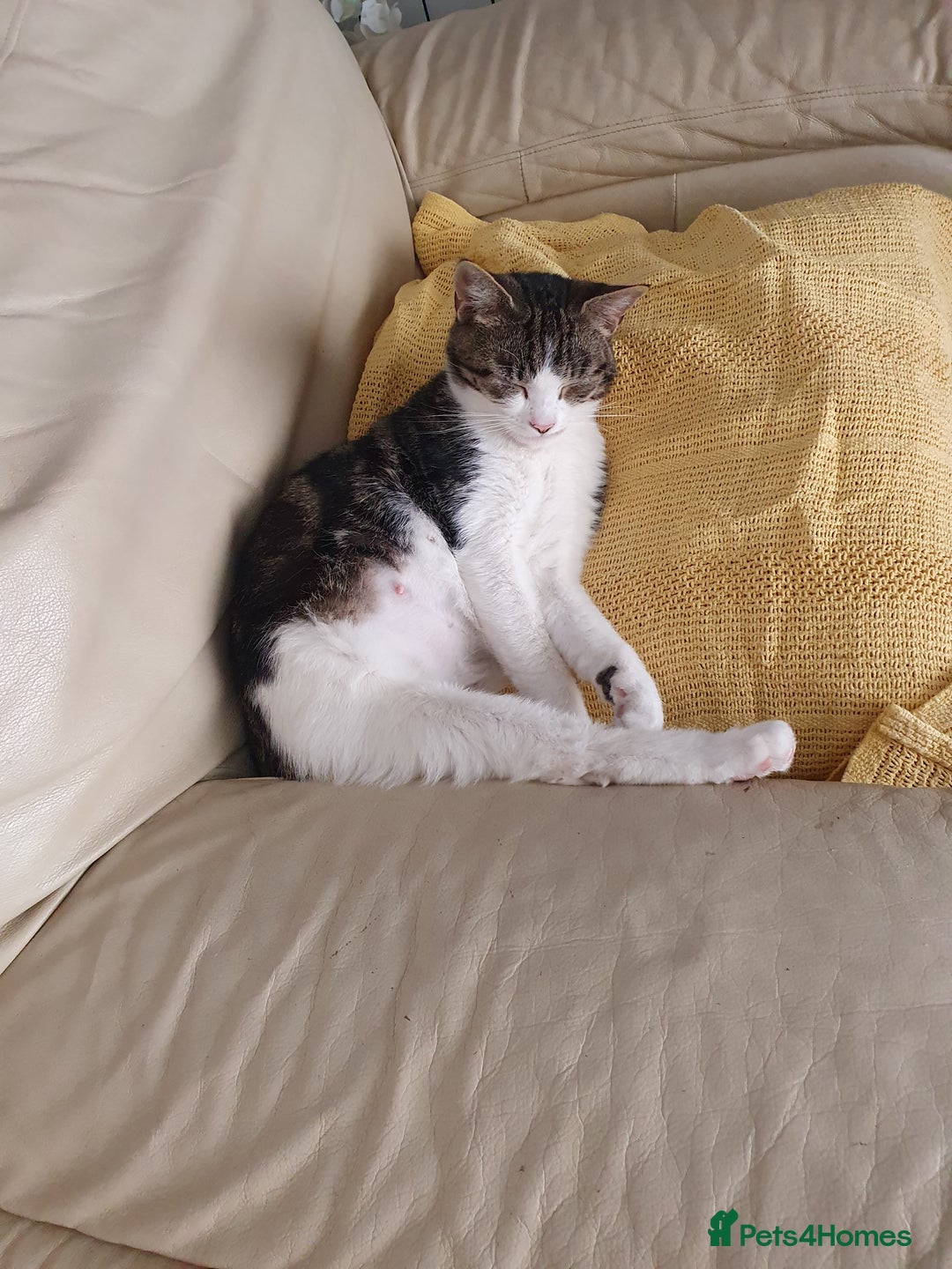 Mixed Breed cats for sale: Beautiful affectionate 4 year old female cat - Image 5
