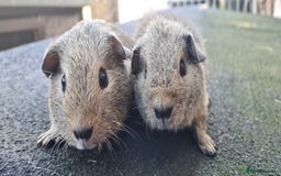 Guinea Pig rodents for sale: Male guinea pigs - Image 14