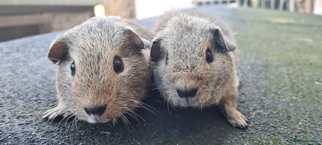Guinea Pig rodents for sale: Male guinea pigs - Image 14