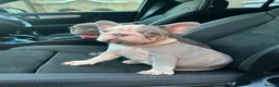French Bulldog dogs for sale: Ready to go! Top quality French bulldogs  - Advert 8