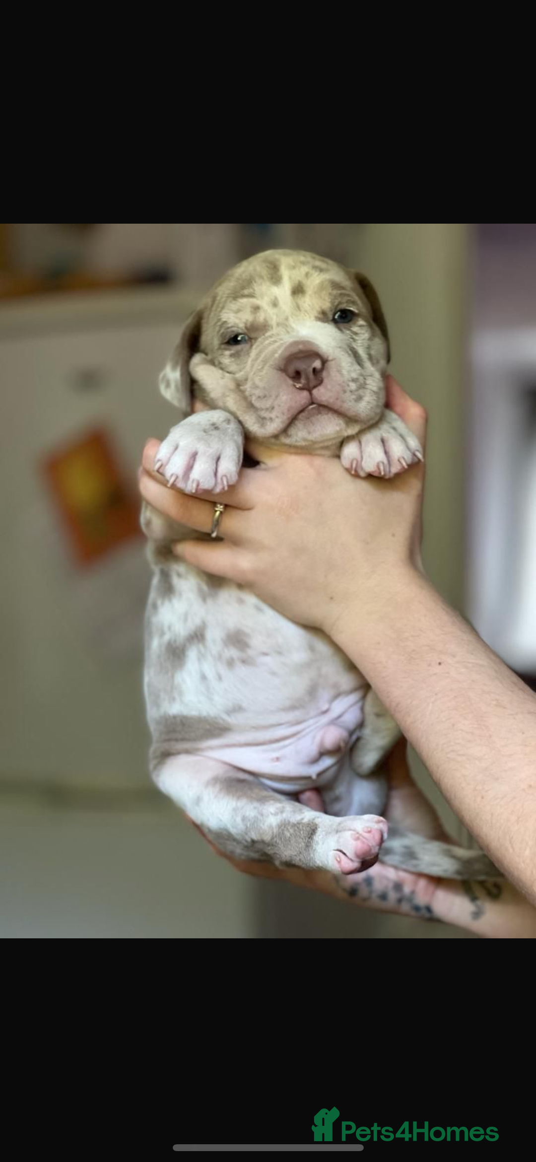 American Bully dogs for stud: ABKC AMERICAN POCKET BULLY - Advert 4