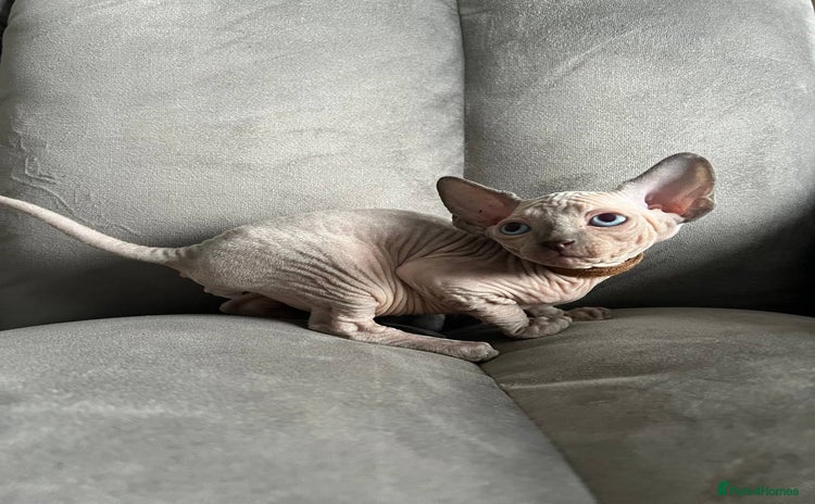 Sphynx cats - Advert 3