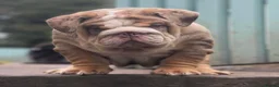 English Bulldog dogs for stud: Uncle Fester in Manchester - Advert 22