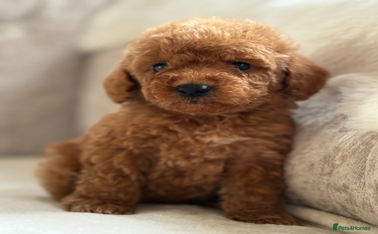 Miniature Poodle dogs - Advert 7