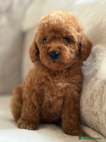 Miniature Poodle dogs - Advert 7