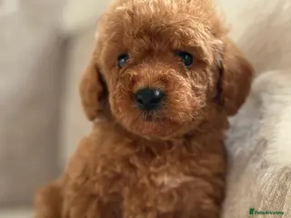 Miniature Poodle dogs for sale: 4 gorgeous miniature girl poodles - Advert 2
