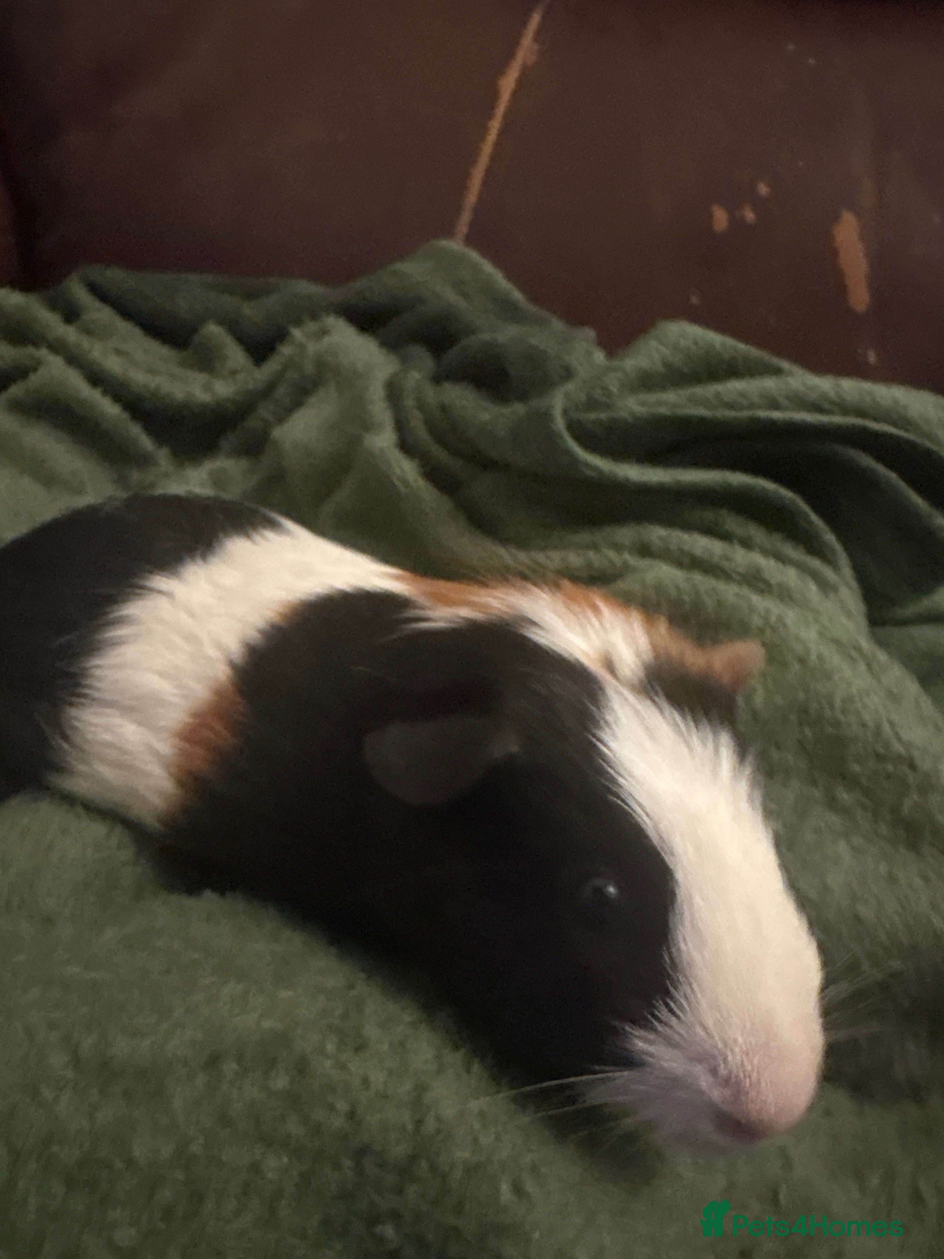 Guinea Pig rodents  bear - Advert 1