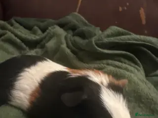 Guinea Pig rodents bear - Advert 1