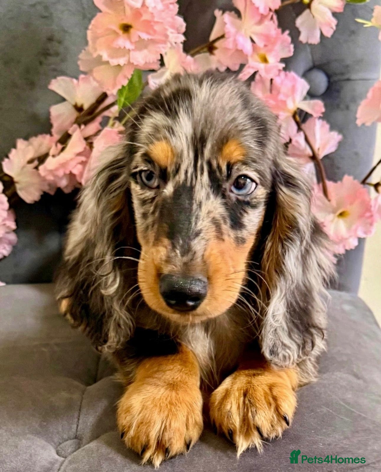 Miniature Dachshund dogs 🥇TOP QUALITY MINI LONG HAIR DACHSHUNDS READY! - Advert 3