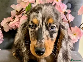 Miniature Dachshund dogs 🥇TOP QUALITY MINI LONG HAIR DACHSHUNDS READY! - Advert 6