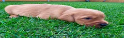 Goldador dogs for sale: Beautiful Golden Goldador Babies 🐾🐾🐾 - Advert 16
