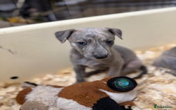Mixed Breed dogs for sale: Bedlington whippet puppies  - Advert 2